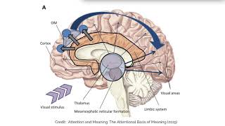 Attention (2): Bottom-Up vs. Top-Down Attention