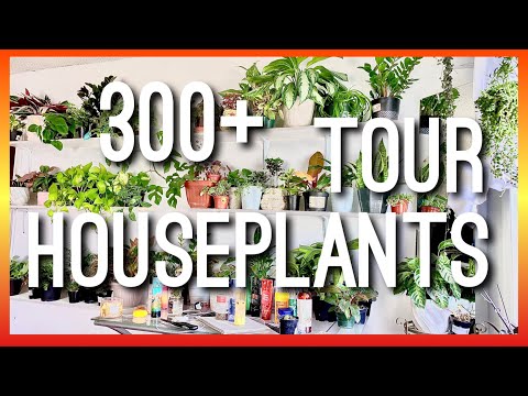 300+ 😱 HOUSEPLANT TOUR /UPDATE ON MY INDOOR PLANT JUNGLE / MY HOUSEPLANT COLLECTION TOUR ALL PLANTS