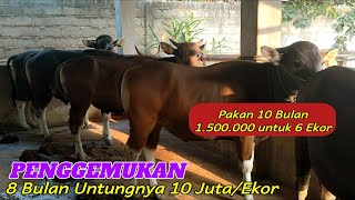 Download lagu Cepat Kaya.. Penggemukan Sapi Bali untungnya Besar cost Makan Irit mp3