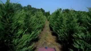 preview picture of video 'LEYLAND CYPRESS CHRISTMAS TREES - Our Best Crop Ever!'