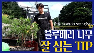 블루베리 나무 분갈이하기! - 블루베리 피트모스로 얼마나 심을 수 있을까?