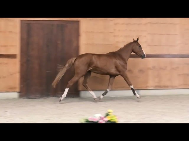 gaits