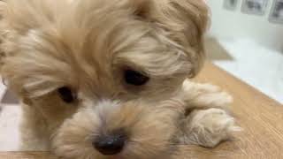 ハーフ犬の動画01