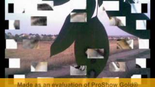Prikol  - Caine rau dog  .mpg