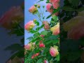 Easy And Beautiful Flower Garden Inspiration How To Create A Stunning Garden Easy Decor 34