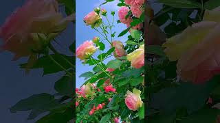 Download lagu Easy and Beautiful Flower Garden Inspiration // How to Create a Stunning Garden(easy decor)#34 mp3 Download lagu Easy and Beautiful Flower Garden Inspiration // How to Create a Stunning Garden(easy decor)#34 mp3