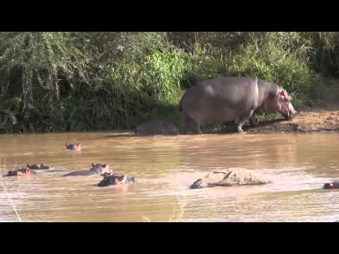 Hippo Swimming