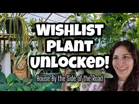 FINALLY GOT ONE!! 🌿 Plant Shopping at House By the Side of the Road