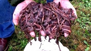 How to make the Ultimate Electric Worm Getter!