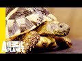 The Hermann S Tortoise Is The Most Low Maintenance Pet Scaled