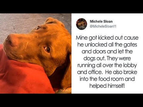 YouTube video about: Can unneutered dogs go to daycare?