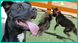 Rescuing An Overactive Black Lab Mix | Lucky Dog