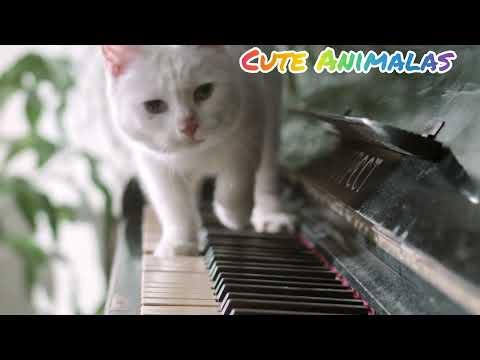 cute cate walking #cute animal || cute cate walking