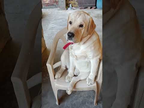 jerry in relax mood like boss # labrador