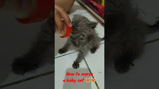 Download lagu Kucing Imut Lucu Gemoy 😻😻 #shorts mp3