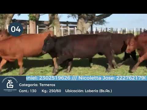 Lote Machos - Lobería, Bs As