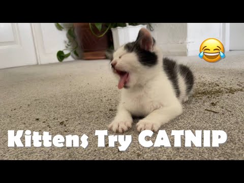 Kittens Try CATNIP for the First Time! (Funny Reaction)😹