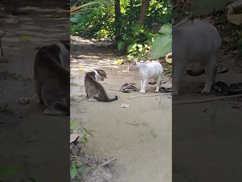 𝘋𝘦𝘣𝘢𝘫𝘪𝘵 𝘝𝘢𝘪 😅😅😅😅