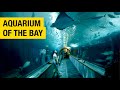 Aquarium By The Bay San Francisco