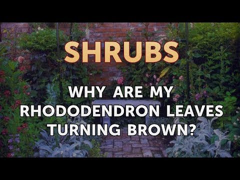 How to Prune a Bottlebrush Shrub