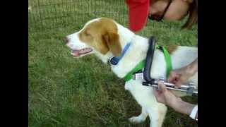 Sasha, paralyzed with a bullet in his back, gets a Eddie's Wheels dog wheelchair