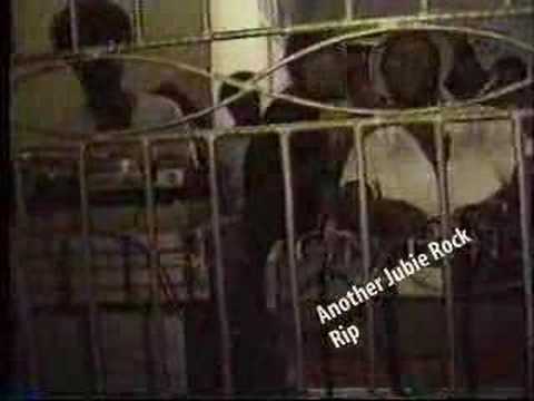 Daddy Freddy live from 80s Sound System