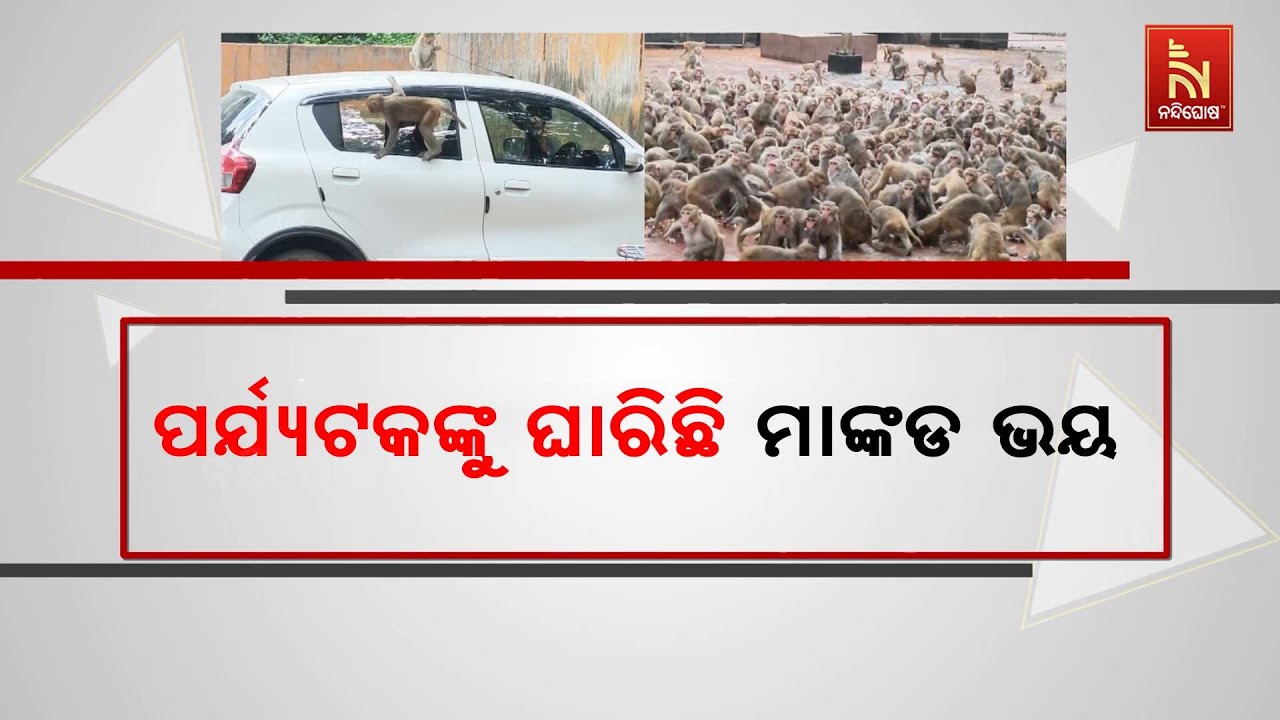 ପର୍ଯ୍ୟଟକଙ୍କୁ ଘାରିଛି ମାଙ୍କଡ ଭୟ । ମାଙ୍କଡଙ୍କ ଭୟରେ ପୀଠକ?