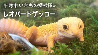 平塚市いきもの探検隊のレオパードゲッコー