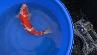 video van Meerstaps Kohaku 2111008