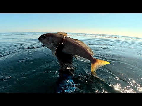 Classic Channel Islands Spearfishing 4K | Giant Black Seabass