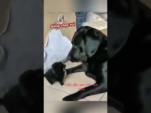 Nhỏ mà cọc tính #shortvideo