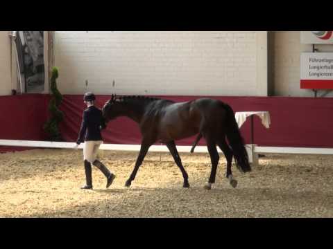 RockAmour,  4 jähriger Prämienhengst von Rock Forever x Lanciano x Florestan