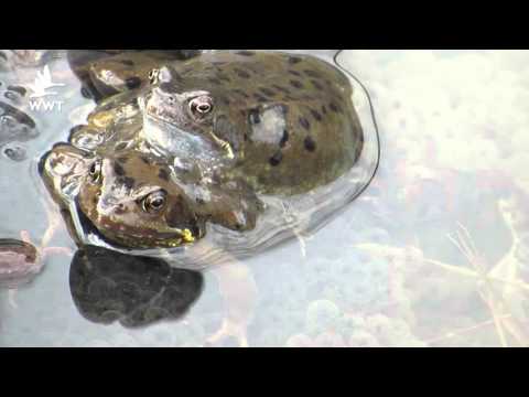 WWT Welney - Spring on the Great Ouse Wetlands