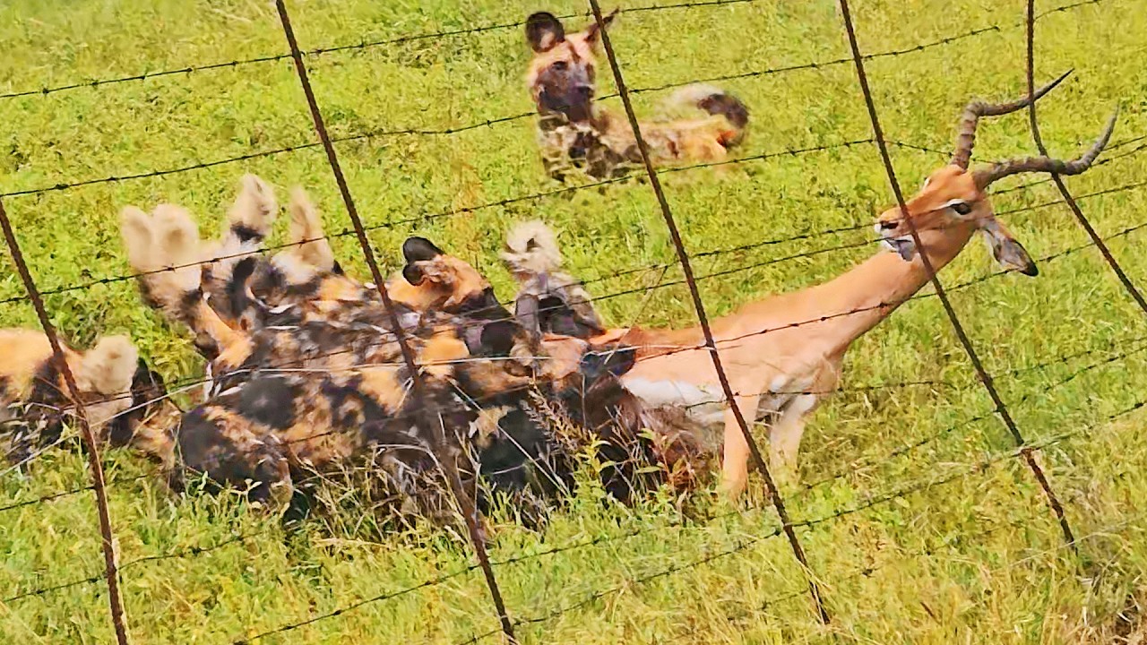 Strangest Tug Of War Between Wild Dogs, Impala and Fence