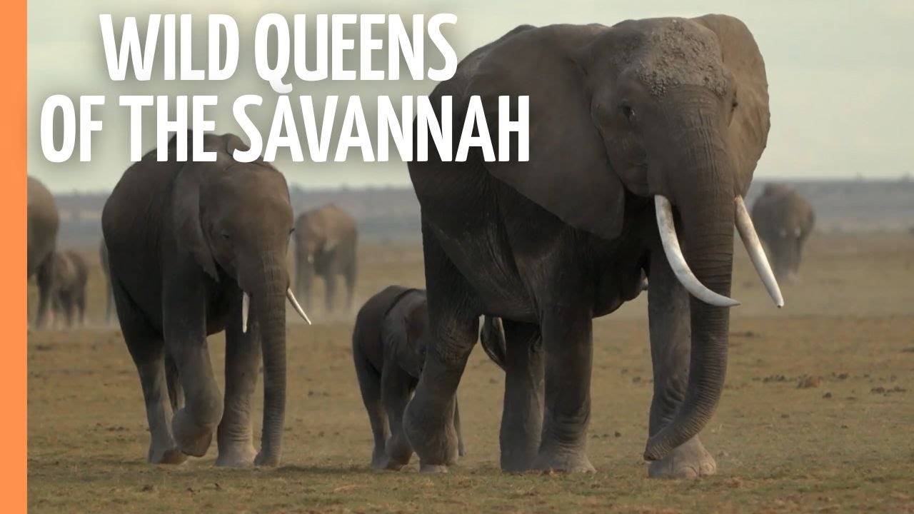 Wild Queens of the Savannah | Full Documentary