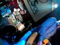 Hoodoo Gurus - Death defying