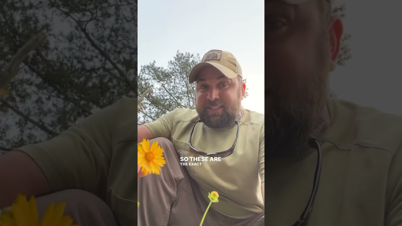 Local ecotype wildflowers #conservation #nativeplants #nature #gardening #landscaping #plantnative