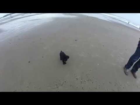 Keera running on the beach in circles!