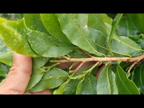 14-8AL, Caring for and fertilizing apricot buds, simple, effective and inexpensive.