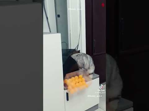 wait for the last one😂 can't stop laughing 😂😂