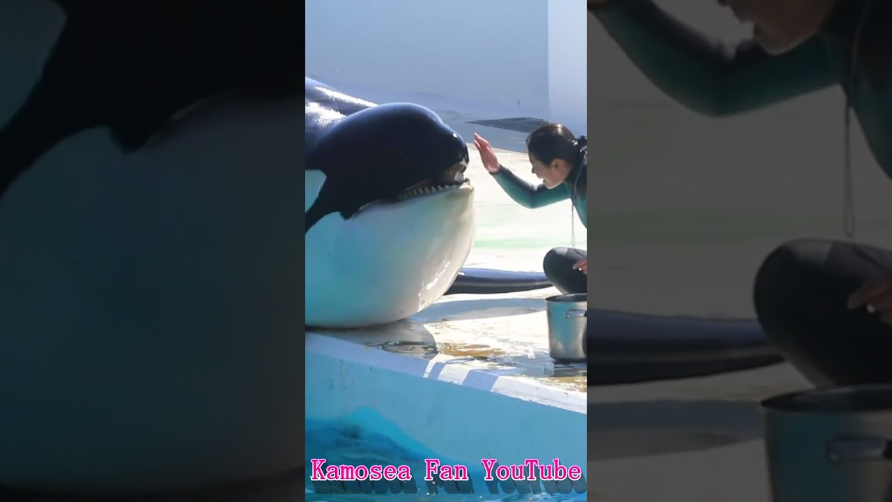 ルーナ激カワ♥ #Shorts #鴨川シーワールド #シャチ #kamogawaseaworld #orca #killerwhale