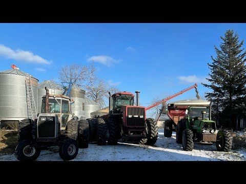 Raining in November! More calves go to town, 1900 grinds grain and intercrop separation continues.