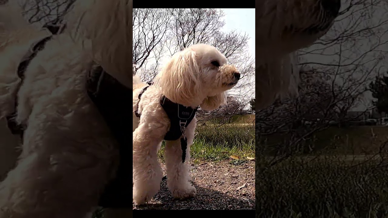 京都の桜満開、マルプーさんと賀茂川さんぽ#京都vlog #sakura #犬のいる暮らし #フクちゃん