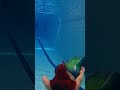 Ariel Mermaid Tail In A Swimming Pool Mermaid Ariel