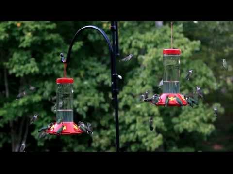 Large hummingbird swarm feeding frenzy- hundreds - more than 40 per frame two feeders! HD