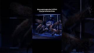 Download lagu Who else can relate? When people hear you keep pet tarantulas at home #tarantula #spider #halloween mp3