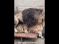 Liger or Tiger? 😂 #liger #tigon #hybrids #liontheking #tiger #breeding #wildlife #nature #shorts
