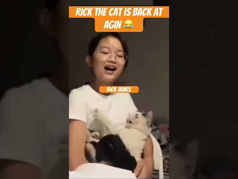 Rick the cat at it again.  #cat #rickjames #voicedub #funny #eidshows #davechappelle