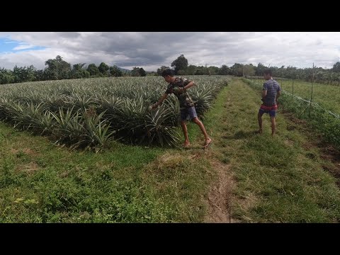 SE03EP008 - PANG HIHIMALAY NG PAAYAP | BUHAY BUKID - San Pablo City, Laguna