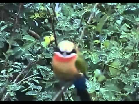 Żołna - ptaki Afryki ,, Safari"